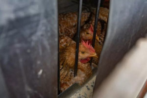 New York City Shuts Down All Live Poultry Markets after Bird Flu Detected