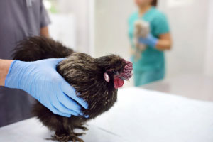Time for concern? Geese, hawks in NJ likely killed by bird flu